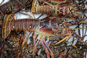 Buy Fresh Florida Spiny Lobster Online | Key Largo Fisheries