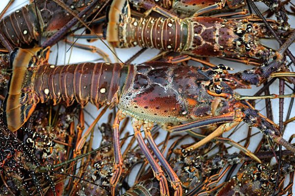 Buy Fresh Florida Spiny Lobster Online | Key Largo Fisheries