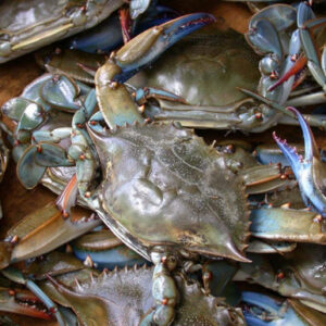 Jumbo LIVE Louisiana Blue Crabs (40-79 lbs)