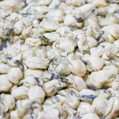 Shucked Louisiana Oysters 16 oz